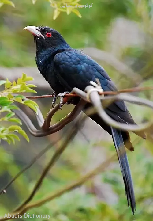 کوکوسیاه اسیایی